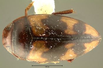 Media type: image;   Entomology 23939 Aspect: habitus dorsal view